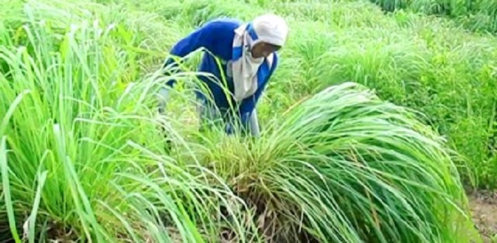 Kualitas Serai Wangi Madina Kalahkan Srilanka dan India