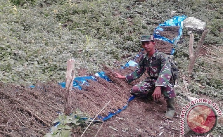 Personil TNI Koramil Panyabungan Menemukan Ganja 200 Kg