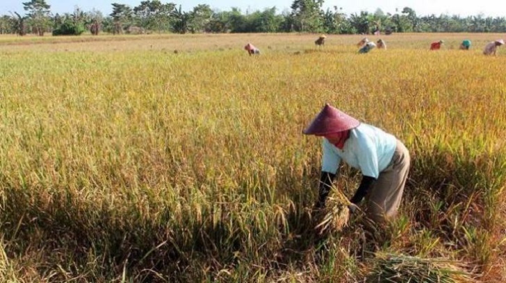Dinas Pertanian Mandailing Natal Lampaui Target Tanam