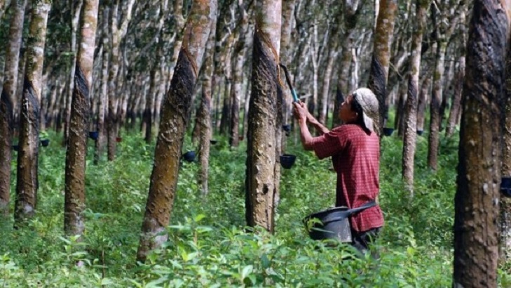 Harga Karet Alam di Mandailing Natal Naik Tipis