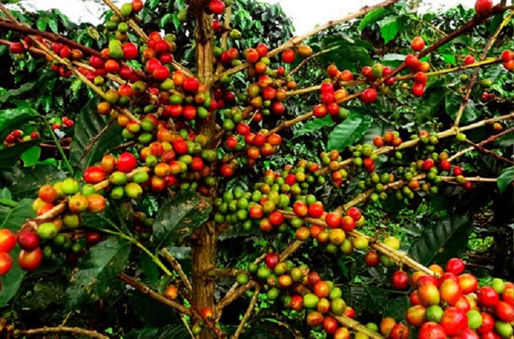 Kopi Mandailing Pakantan Masuk Dalam Kategori Langka