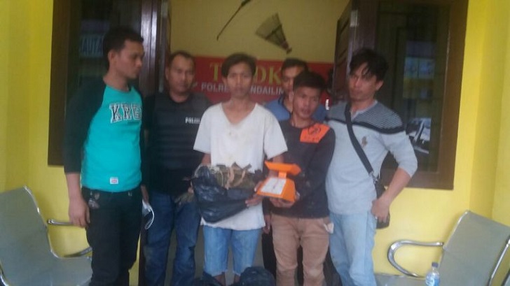 12 Bal Ganja ditemukan ,Pelaku Curanmor Digrebek di Siobon