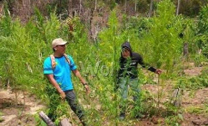 31 Hektar Ladang Ganja Ditemukan di Madina