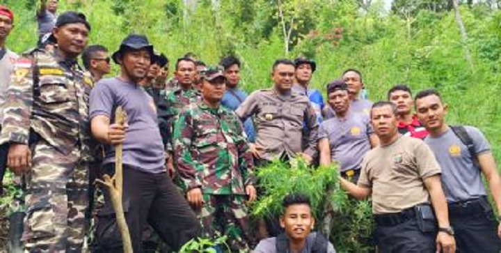 Lagi, 3 Hektar Ladang Ganja Ditemukan di Madina