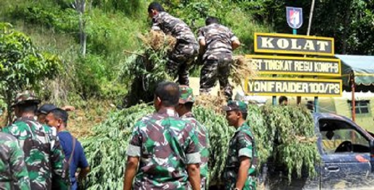 Saat Latihan Perang, TNI Temukan 67,5 Ha Ladang Ganja