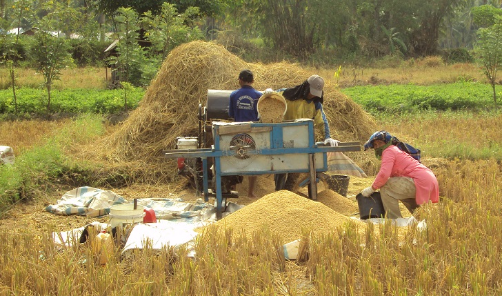 Alsintan Perontok Padi Menjadi Pilihan Petani Sawah di Madina