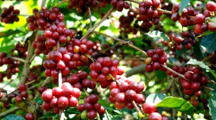 Harga Harga Terus Terpuruk, Petani Karet Beralih ke Kopi