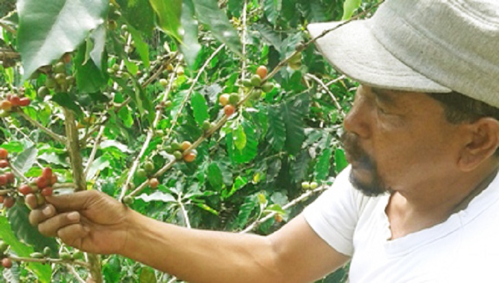 Jaringan Pasar Penyebab Harga Biji Kopi Rendah di Madina