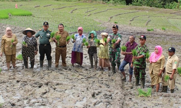 Koramil 13 Panyabungan Dan BP3K Adakan Tanam Perdana Padi Di Gunung Baringin