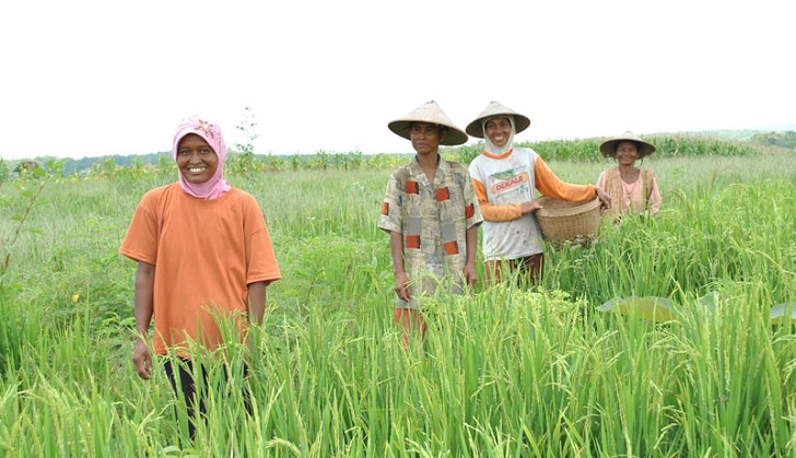 Petani Tersenyum Harga TBS di Madina Mengalami Grapik Naik