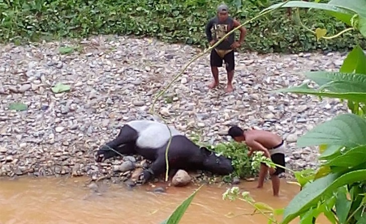 Ada Tapir Masuk Perangkap Warga di Madina