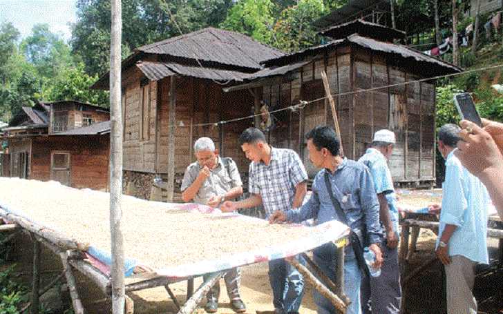Desa Pagur Penghasil Kopi Terbesar di Mandailing Natal