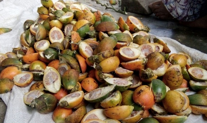 Harga Pinang Kalahkan Harga Karet di Mandailing Natal
