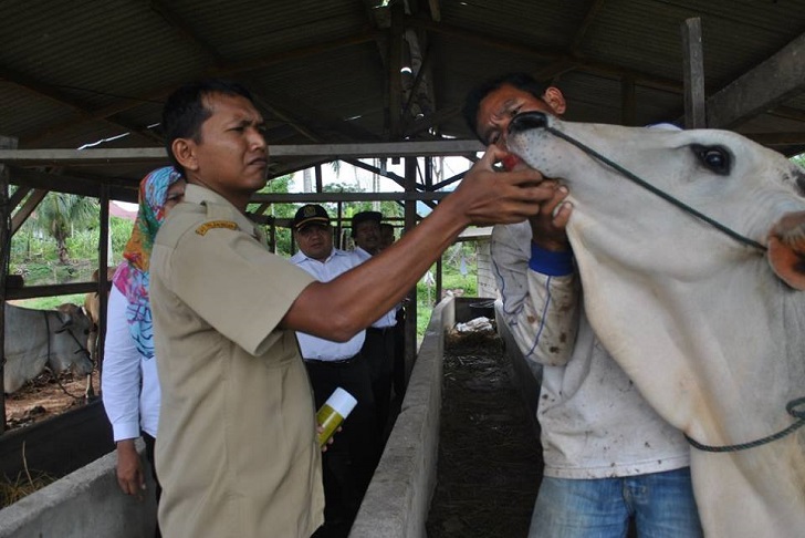 Pemeriksaan hewan qurban ini sendiri meliputi pemeriksaan gigi, kesehatan, usia, dan kecacatan hewan.