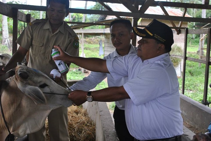 Dinas Pertanian dan Peternakan Madina Sidak Pedagang Hewan Qurban