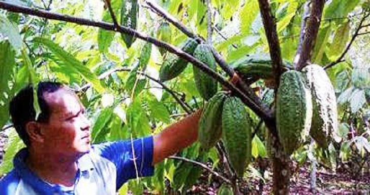 Pemkab Dihimbau Sediakan Bibit Tanaman Tumpang Sari