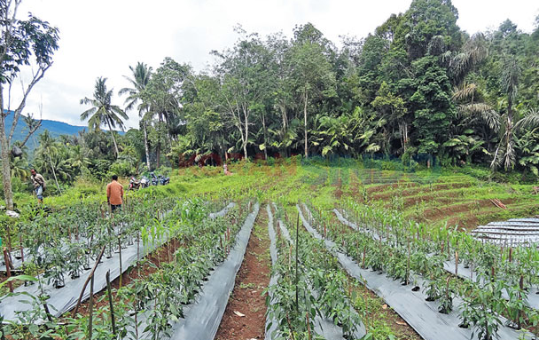 Pengembangan Tanaman Hortikultura di Mandailing Natal