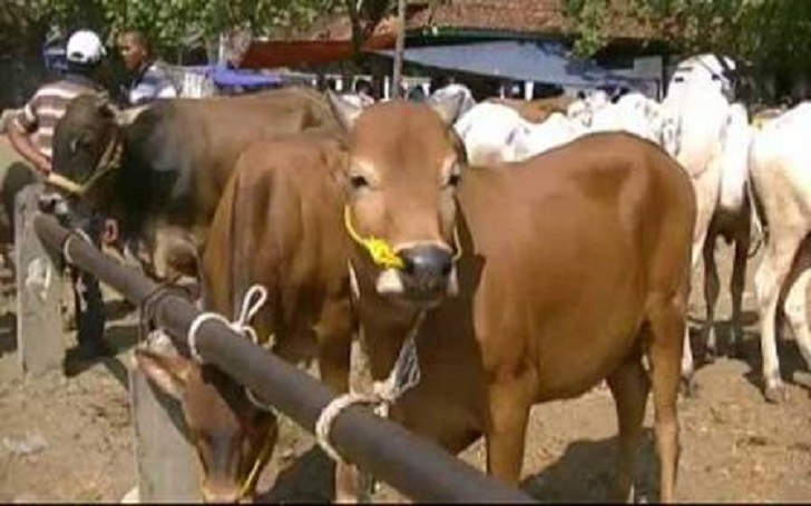 Permintaan Sapi Qurban di Madina Masih Sepi