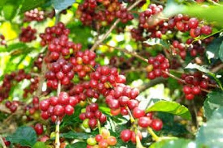 Sertifikasi Indikasi Geografis Kopi Arabika Mandailing Segera Diterbitkan