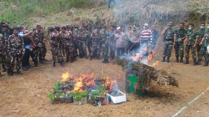 tni-kembali-temukan-18-ha-ladang-ganja-dan-27-pucuk-senjata-locot-1