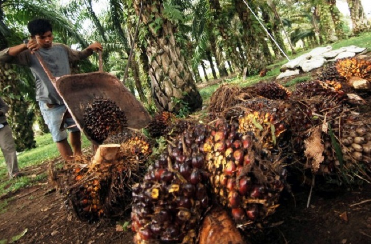 Harga Tandan Buah Segar di Madina Turun Hanya Rp.1.300/Kg