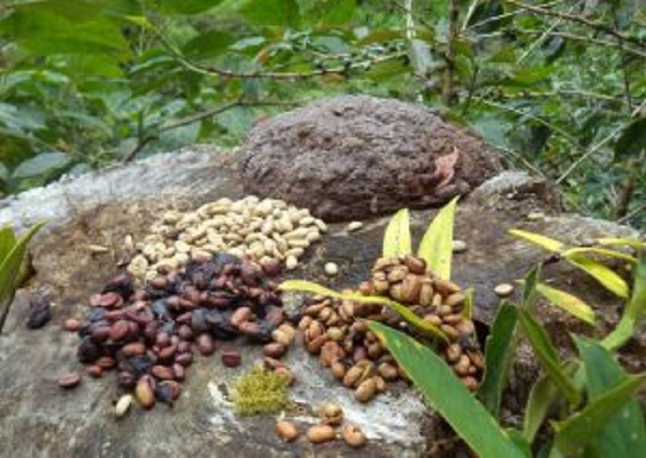 Kopi Luwak Mandailing Mulai Tembus Pasar Luar Negeri