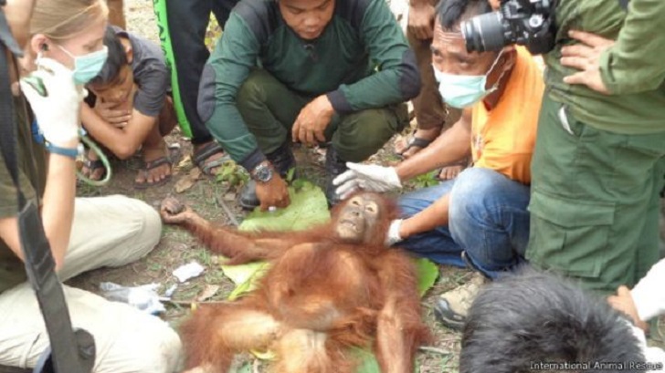 Sumatran RainForest Institute (SRI) Selamatkan Puluhan Hewan Yang Dilindungi