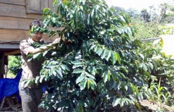 Melirik Potensi Kopi Arabika Mandailing di Desa Pagur
