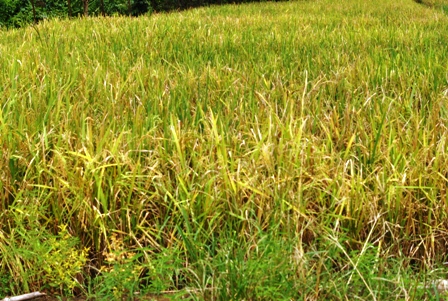 Padi Diserang Penyakit Aneh