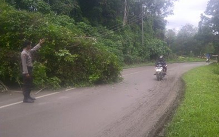 Pohon Tumbang Ganggu Pengguna Jalan di Lintas Timur Panyabungan
