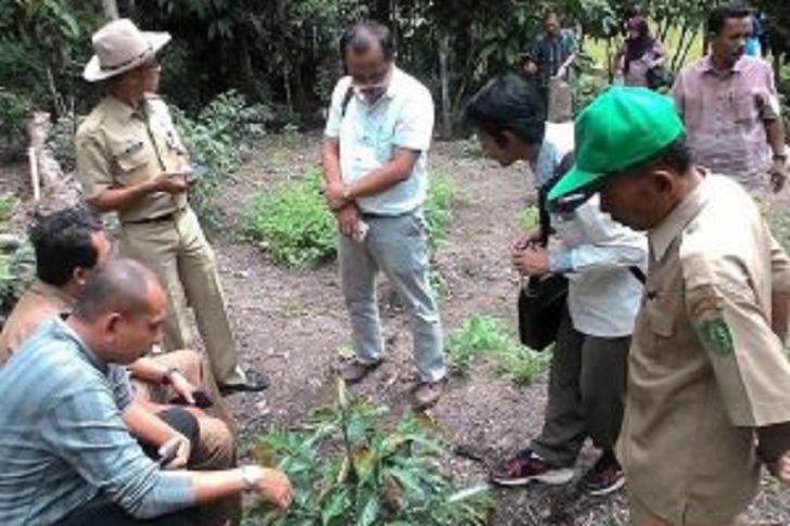 Program Kemendes: 4 Desa Direncanakan Jadi Kawasan Kopi Mandailing