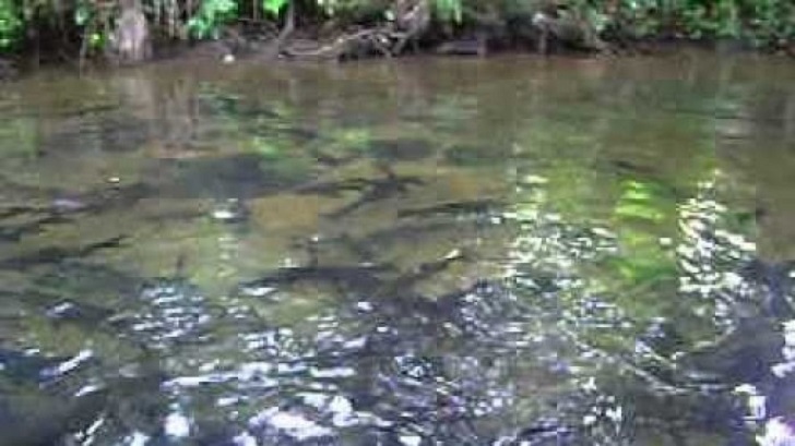 Tingkatkan Perekonomian Desa, DKP Madina Akan Berikan Bibit Ikan